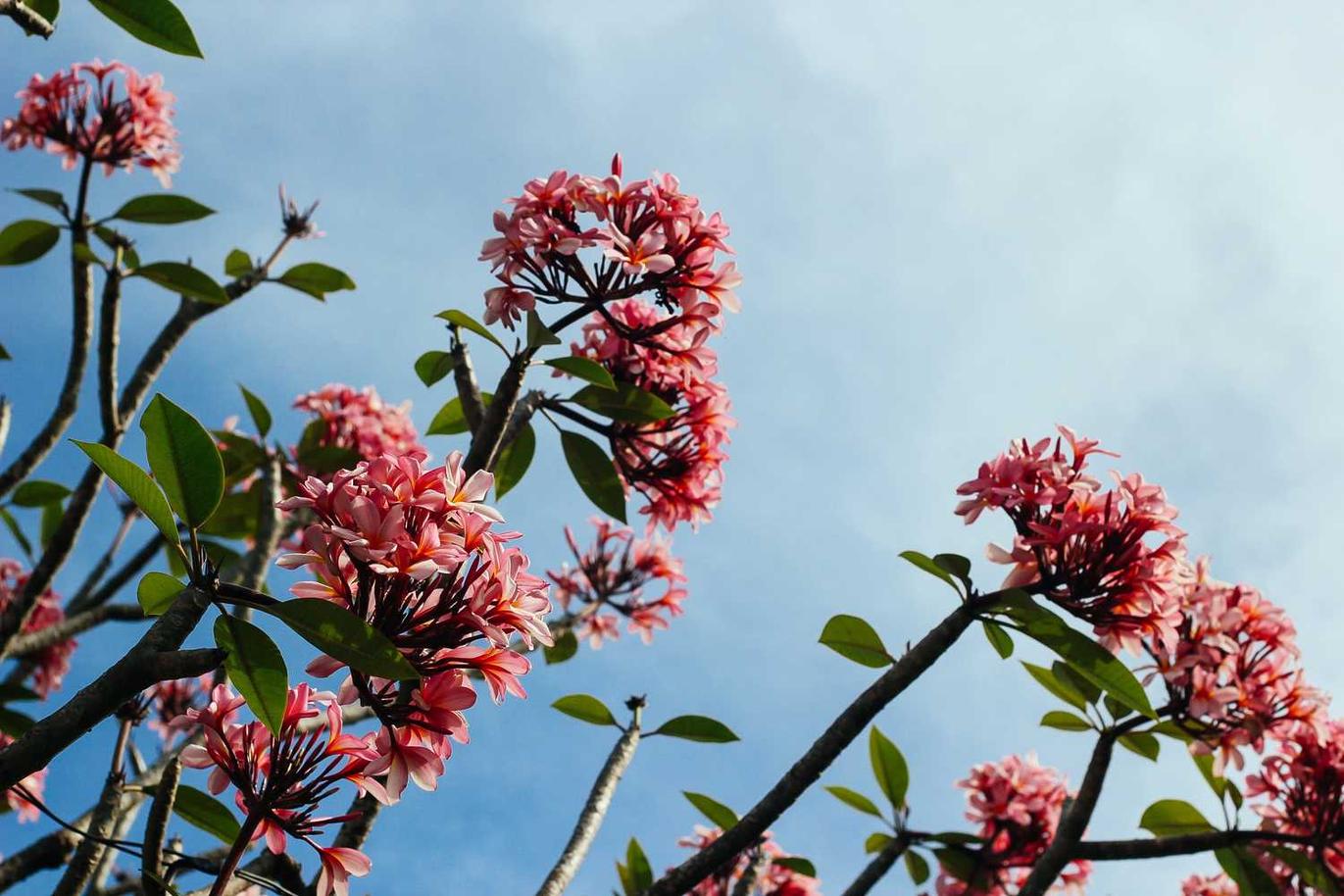 flowers-new jersey